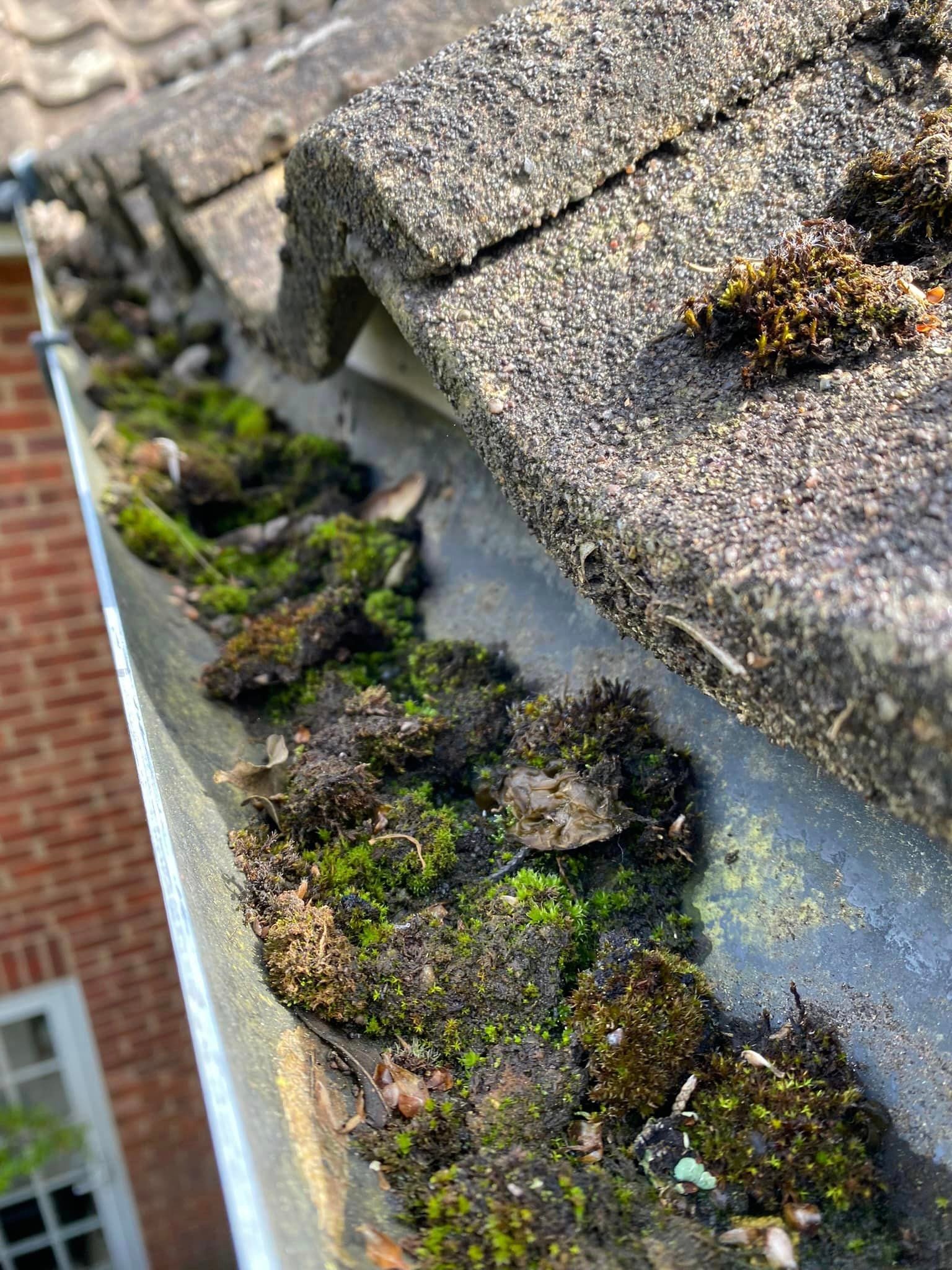 Gutter Clearing 2 An image of a residential gutter full of moss and algae