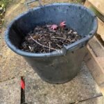 An image of a bucket full of debris, soil, weeds, moss and growing plants gathered from a gutter cleaning service in Bristol