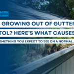 An image of Blog Post Title: Plants Growing Out of Gutters in Bristol? Here’s What Causes It