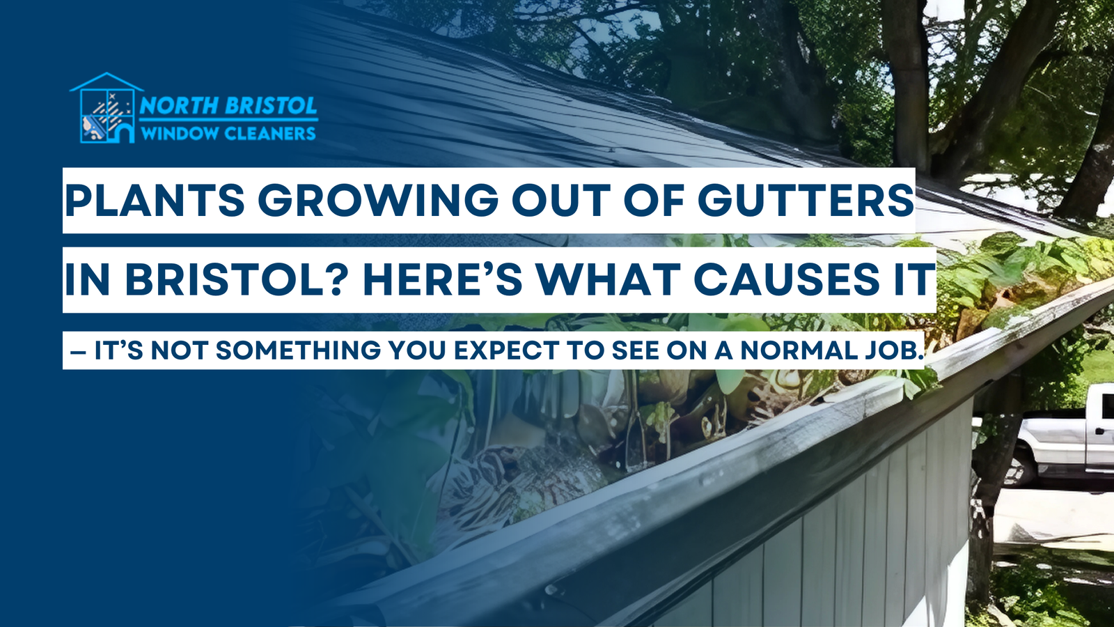 Plants Growing Out of Gutters in Bristol? Here’s What Causes It