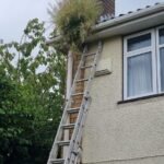 An image of a fully grown plant on gutters of a residential house in Bristol