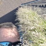 An image of a fully grown weeds blocking gutters of a residential house
